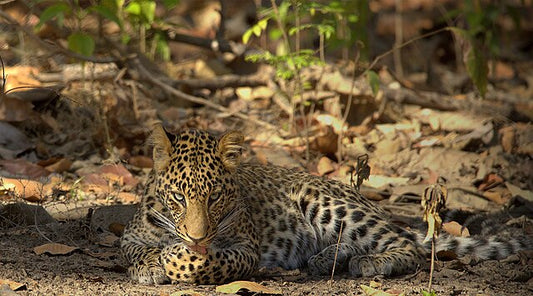 Tracking Rajaji's Leopards: Stealthy Spots In The Wild