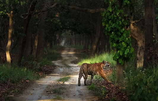 Pilibhit Tiger Reserve: Planning The Perfect Weekend Getaway