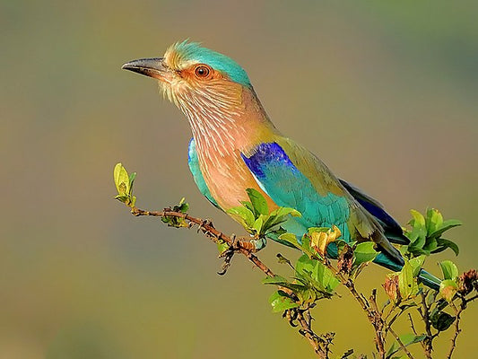 Birdwatching Paradise: The Avian Wonders of Madhya Pradesh's Wildlife Sanctuaries