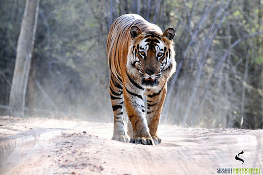 Tracking Big Cats: A Guide To Madhya Pradesh's Tiger Safari Experiences