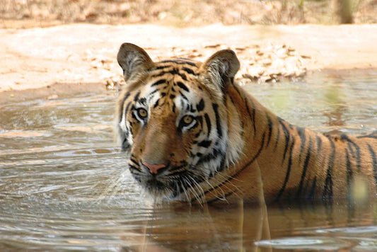What to Expect on a Monsoon Wildlife Tour in India: A Nature Lover’s Paradise Keywords: Monsoon wildlife tour in India, wildlife safari India, best tim