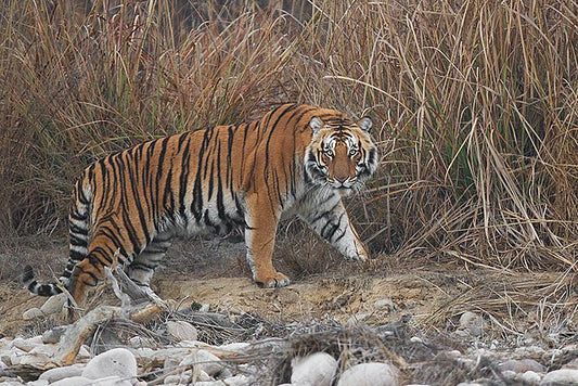 Corbett National Park: The Significance Of Buffer Zones