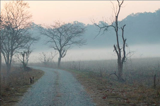 Exploring Corbett National Park: Visitor Experiences And Travel Stories
