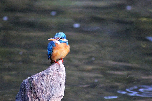 Tales From The Jungle: Wildlife Photography In Kanha