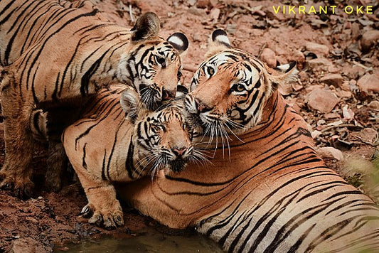 Tadoba's Star Attraction: Understanding The Behavior Of Bengal Tigers