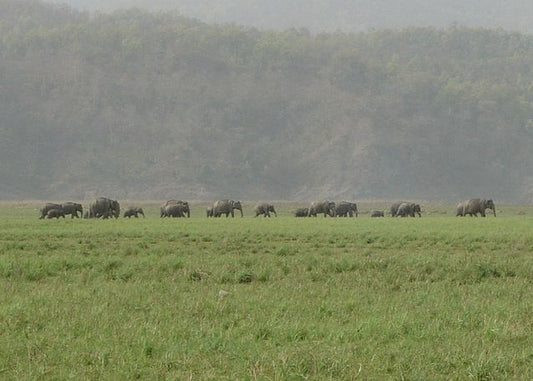 Corbett Safari Zones: Choosing The Right Route For Wildlife Encounters