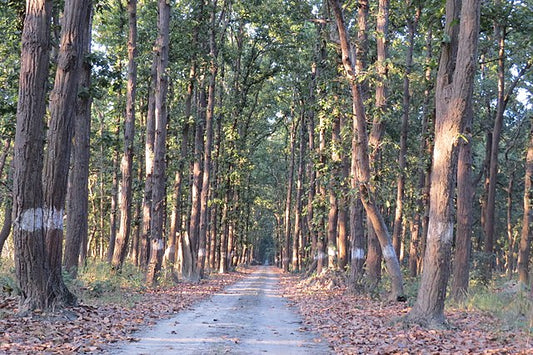 Furry And Feathered Neighbors: Coexisting With Wildlife In Pilibhit