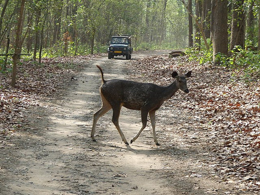 The Wildlense Mission: Protecting Nature Through Storytelling