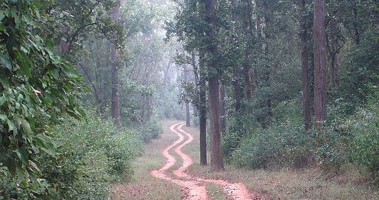 Responsible Tourism In Kanha: Leaving Only Footprints