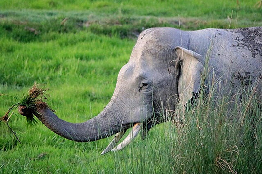 Responsible Wildlife Tourism: How To Travel Without Harming Nature