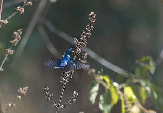 Biodiversity Beyond Tigers: The Rich Fauna Of Bandhavgarh