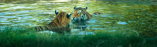 Best Places For Spotting a Tiger Wildlense