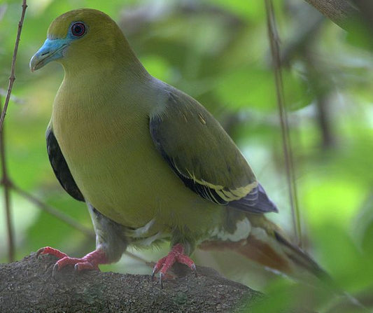 Birdwatcher's Delight: Avian Wonders In Corbett