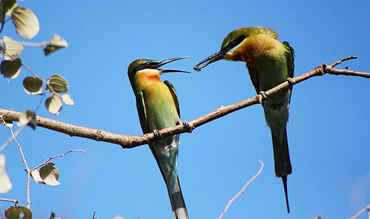 Corbett National Park: A Symphony Of Avian Wonders