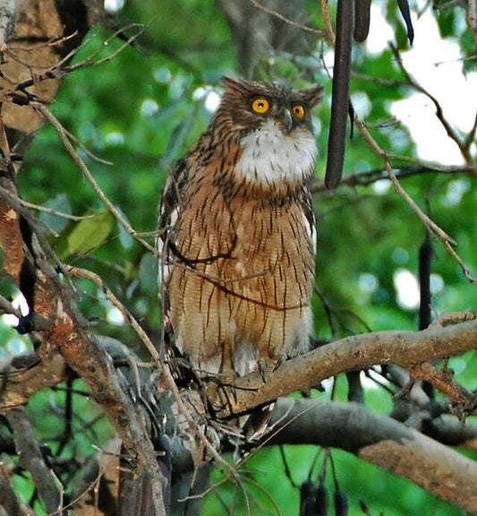 The Thrill Of Night Safaris: Exploring Bandhavgarh After Dark