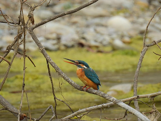 In The Footsteps Of Wildlife Photographers: Capturing Rajaji's Essence