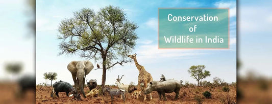 Conservation of Wildlife in India Wildlense