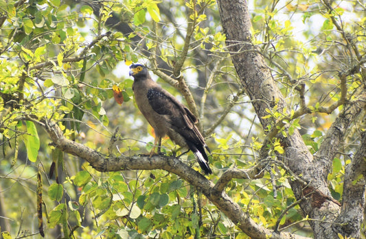 A Day in the Life of a Jungle: From Sunrise to Sunset