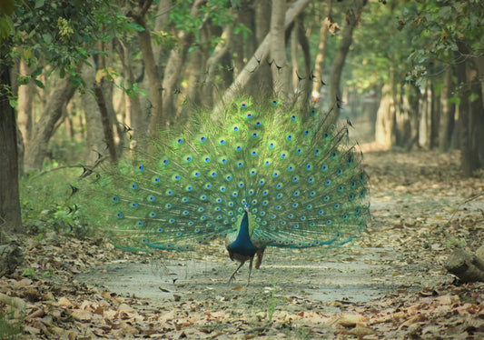 Why Protecting Wildlife is Protecting  Ourselves