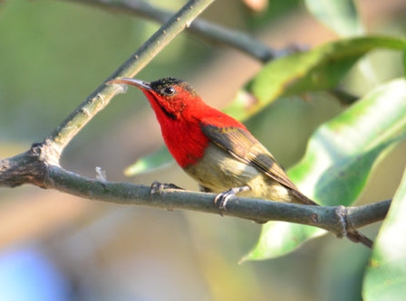 Rajaji: A Birdwatcher's Paradise