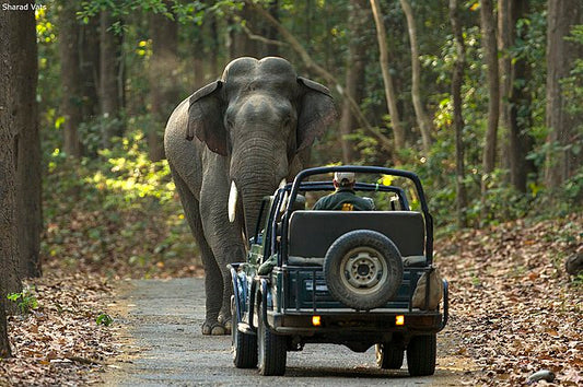 How to Reach Jim Corbett National Park – Complete Travel Guide with Zone Details