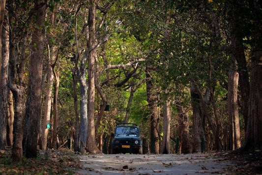 Discover the Untamed Beauty of Pilibhit Tiger Reserve on Our Wildlife Tour by Wildlense Wildlense