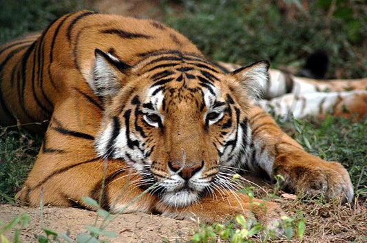 The Royal Bengal Tigers Of Dudhwa: Tracking The Striped Monarchs