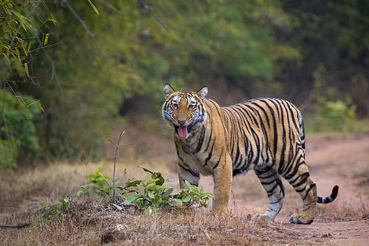 Tiger Spotting 101: Best Tips And Tricks For An Unforgettable Bandhavgarh Safari
