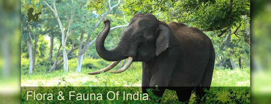 Flora and Fauna of India Wildlense