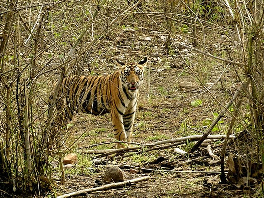 Spotting The Royal Bengal Tigers Of Panna: A Wildlife Enthusiast's Dream