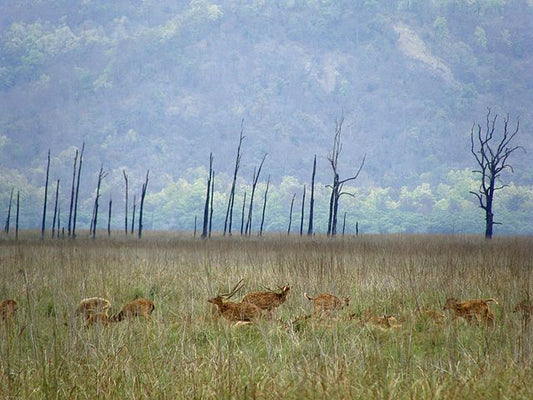 Corbett Beyond Tigers: Exploring The Flora And Fauna Of This National Park