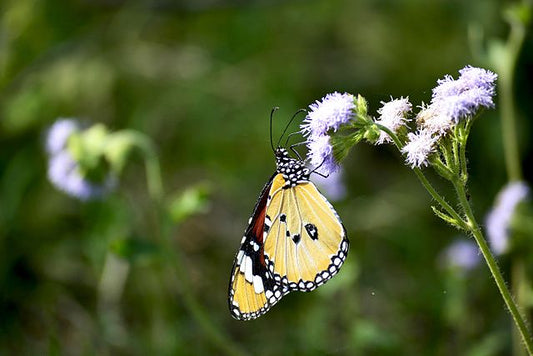 Corbett National Park: A Haven For Wildlife Enthusiasts