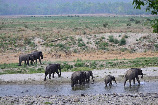 🌿 Ecotourism and Wildlife Conservation: A Sustainable Path to Explore Nature Responsibly