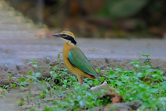 Birdwatcher's Paradise: Avian Wonders Of Sanjay Dubri