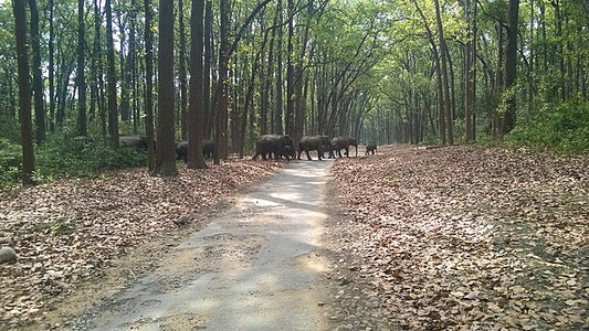 Eco-Friendly Travel: How To Minimize Your Impact When Visiting Corbett National Park