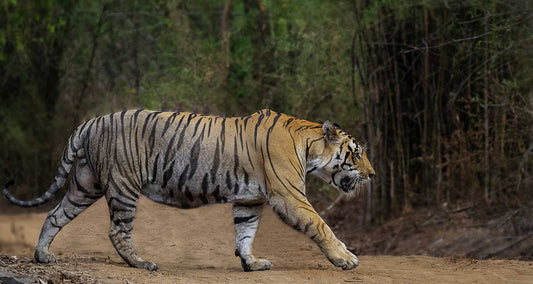 Close Encounters With Majestic Tigers: Madhya Pradesh's Best Tiger Safaris