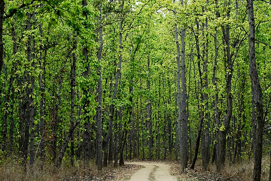 The Best Time to Visit National Parks in India: A Comprehensive Guide