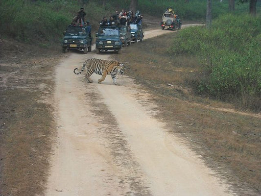 Wildlife Safaris in Madhya Pradesh: Best Times to Visit and What to Expect
