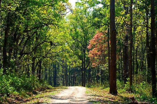 Kanha's Flora Unveiled: A Journey Through The Park's Botanical Riches