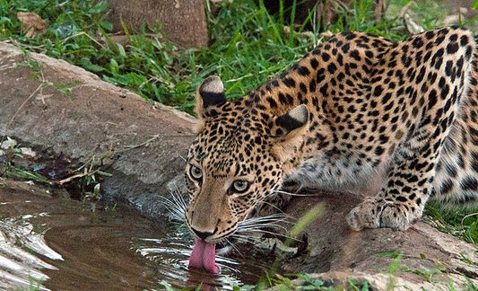 Tracking Leopards In The Western Ghats: A Wildlife Adventure In Maharashtra