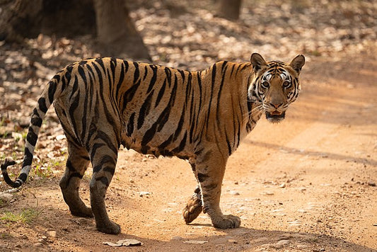 Kanha National Park: India's Tiger Abode And Biodiversity Haven