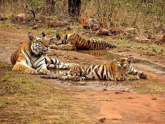 "A Blend of Adventure, Wildlife, and  Sustainability: The Future of  Responsible Travel"