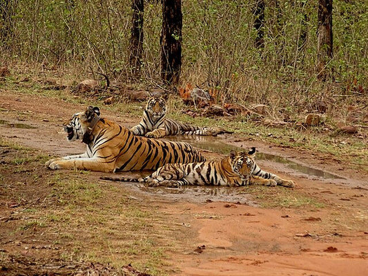 Panna Tiger Reserve: Exploring The Heart Of India's Wild Heritage