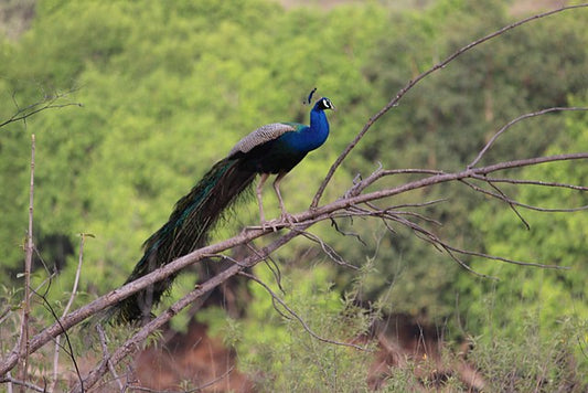 Avian Wonders Of Panna: A Birdwatcher's Paradise