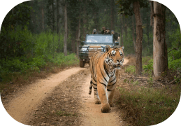 The Impact of Tourism on Wildlife Habitats: A Deep Dive into Conservation and Responsibility