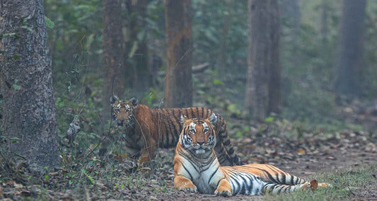 The Wonders Of Indian Wildlife: A Journey Through Top National Parks