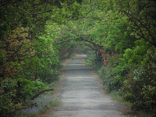 Pilibhit's Wild Heritage: A Unique Terai Ecosystem