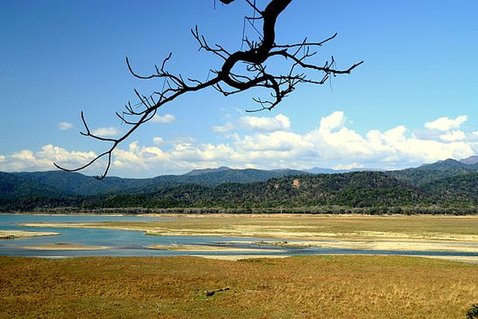 Corbett National Park: Sustainable Practices For Responsible Tourism