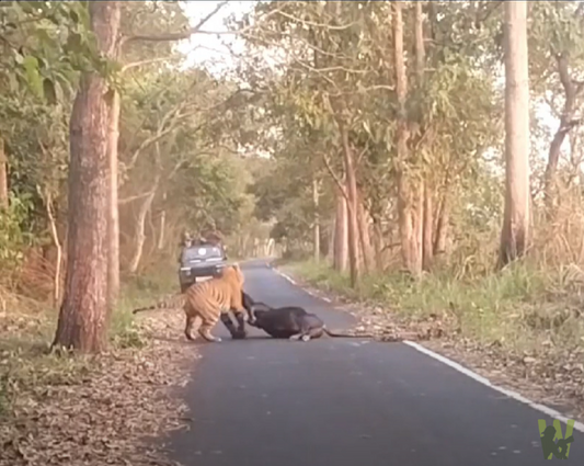 Wildlife Conservation: Protecting Nature’s Balance