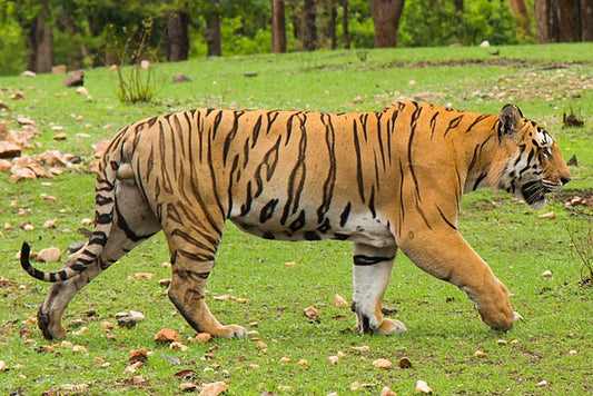 Conserving Corridors: The Role Of Connectivity In Pench's Ecosystem